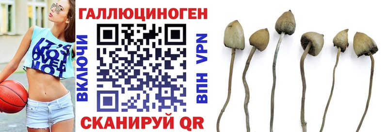 закладки  Братск  Галлюциногенные грибы мицелий 